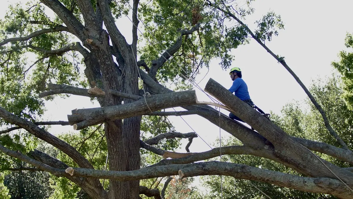 Professional Hazardous Tree Removal performed by certified arborists in Jacobsburg