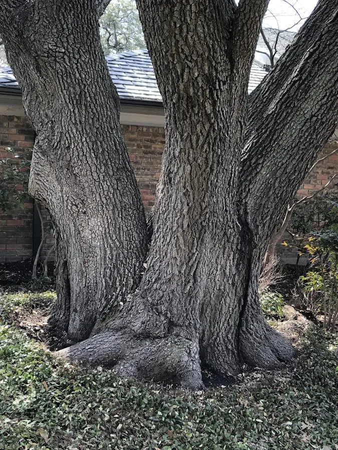 Mature heritage tree close to a Jacobsburg property cared for by certified arborists